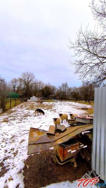 Juhok és kutya a havas telkeken a Béke utcában, Krasznahorkaváralján.