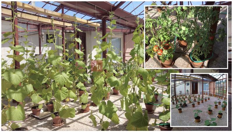 Egy családi házban termesztett növényekkel és paradicsomokkal teli üvegház.