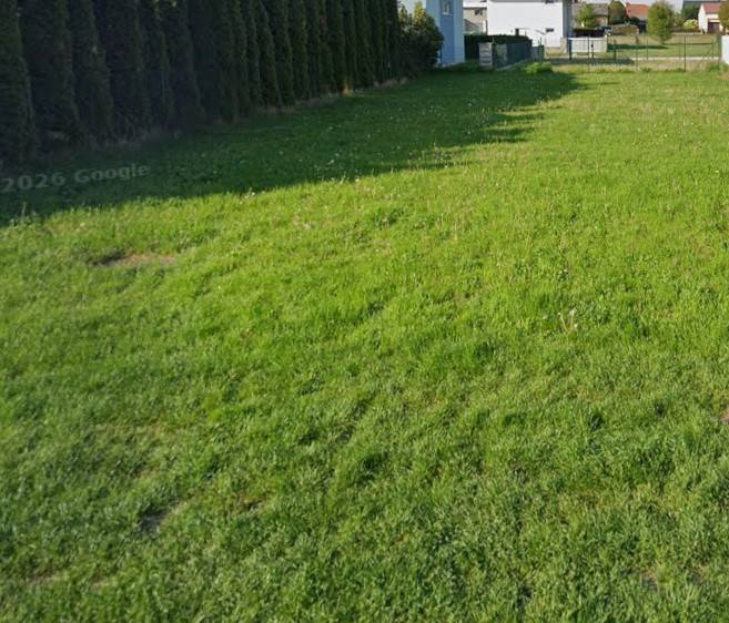 Lakóövezeti füves telek Kittseeben, szélén fenyőfákkal.