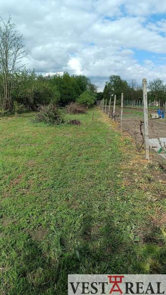 Szőlőskert és füves terület családi ház mellett Felsőszelib községben.