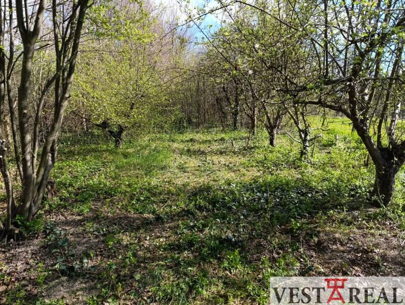 Kert fűvel és fákkal családi házak közelében Felsőszelibán.