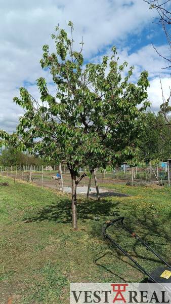 Fa a családi ház kertjében Felsőszelibán, fűnyíró a gyepen.