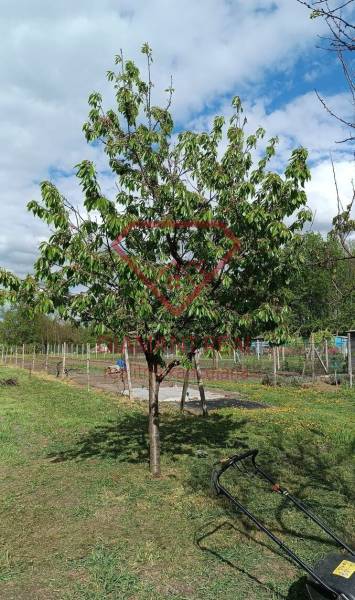 Gyümölcsfa a családi ház kertjében a Felsőszeli Salibská utcában.