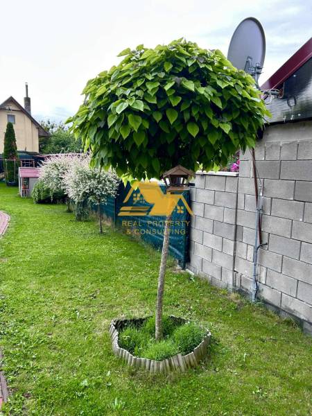 Az újvári hétvégi ház kertjében van egy díszfa sűrű lombkoronával.