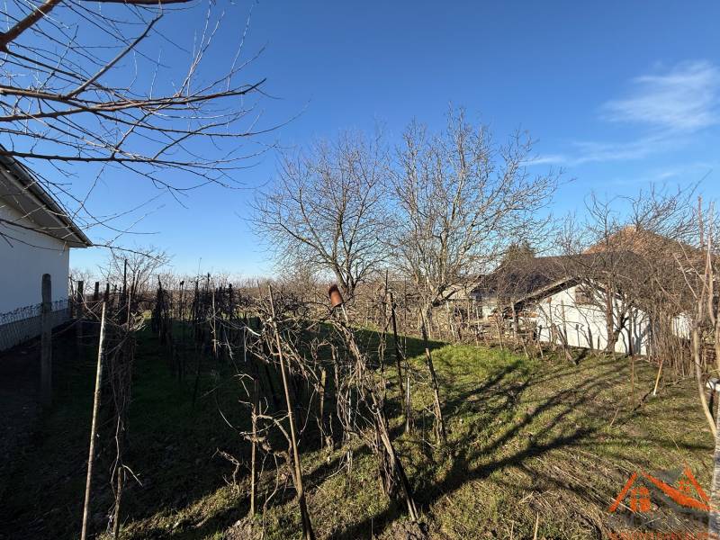 Építési telek a Szentpéter temető utcájában gyümölcsfákkal.