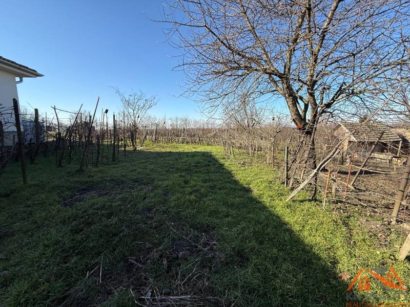 Telek a Szentpéter temető utcájában szőlővel és fákkal.