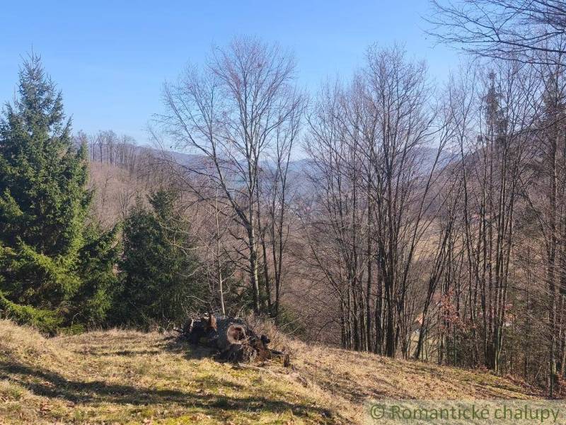 Őszi természet Újbánya kertjeiben, látható tűlevelűekkel és füves területtel.