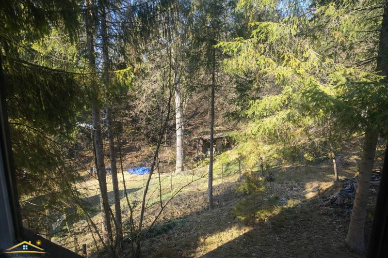 Az Oščadnica körüli erdős környezet, fákkal és füves területtel.