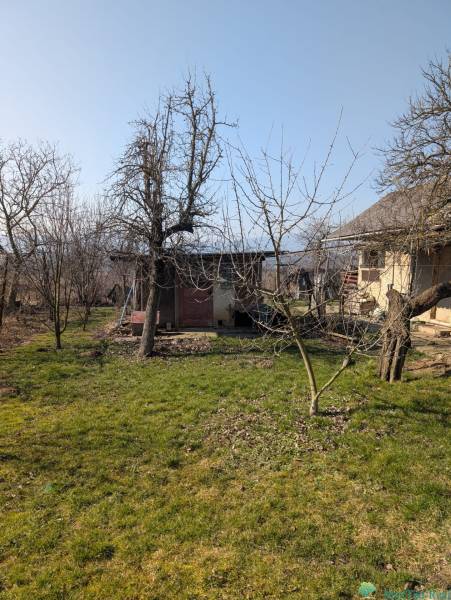 Kert a családi ház mellett az Új utcában, Lastovce-ban, gyep és fákkal.