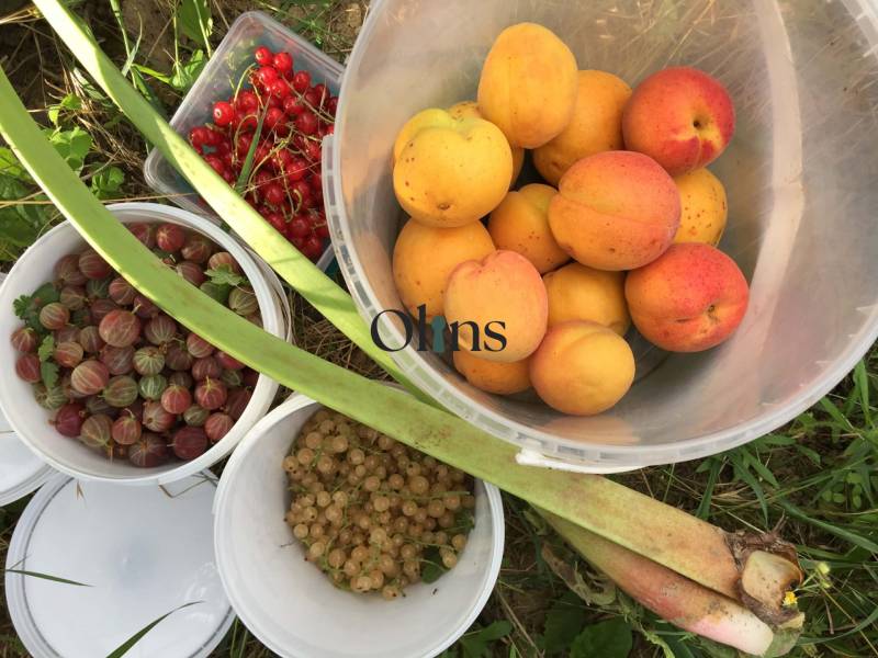 Friss gyümölcsök a nyitrai kertekből: sárgabarack, egres, ribizli és rebarbara.