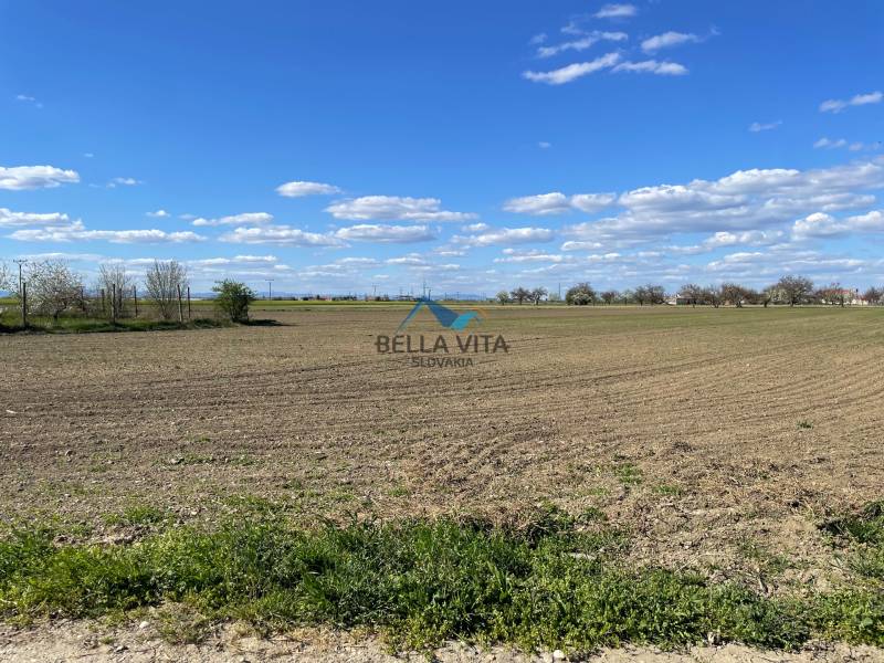 Kiterjedt mező a Košútska utcában, Košútyban, kék ég alatt, fákkal a horizonton.