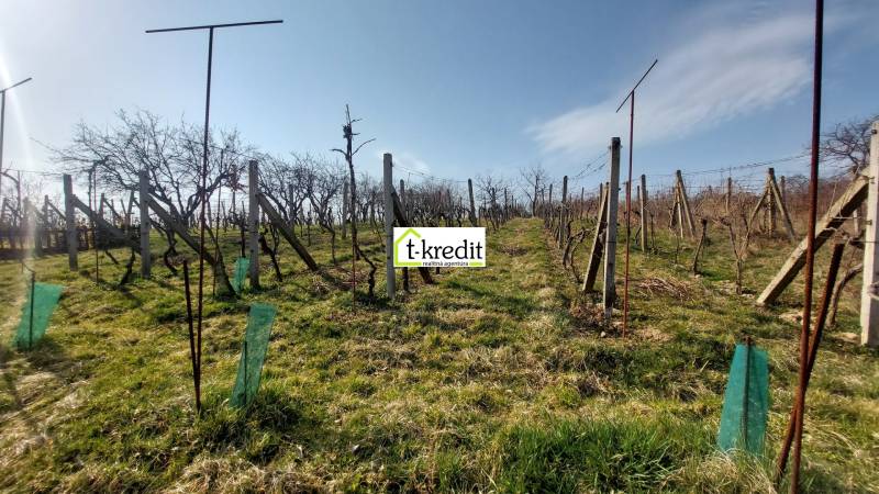 Szőlőskert Aranyosmaróton, szőlősorokkal a kék ég alatt.