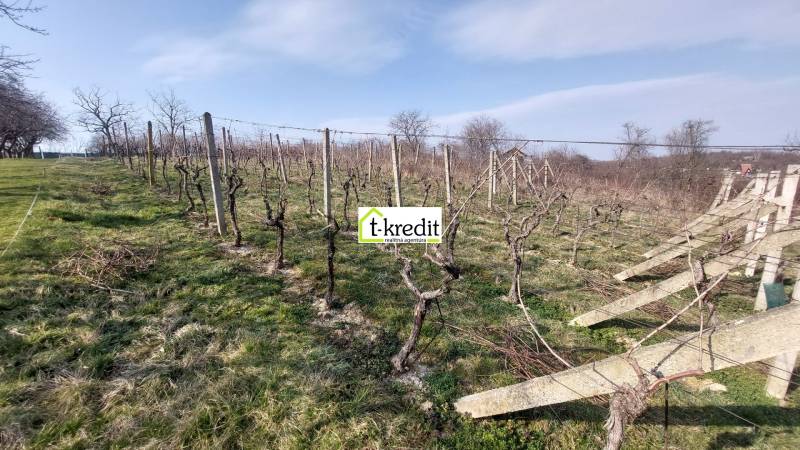 Szőlőskert Aranyosmaróton, szőlőtőkékkel a kék ég alatt, háttérben fákkal.