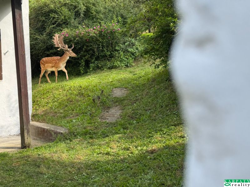 Családi ház Bukovecben, kilátással az őzre a kertben.