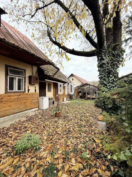 A Kotešová-i családi ház udvara őszi levelekkel borítva, nagy fával.