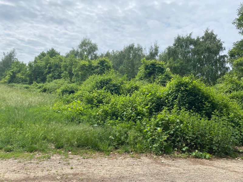 Telkek - lakóhely Stomfán a Római utcában, sűrű növényzettel és fűvel körülvéve.