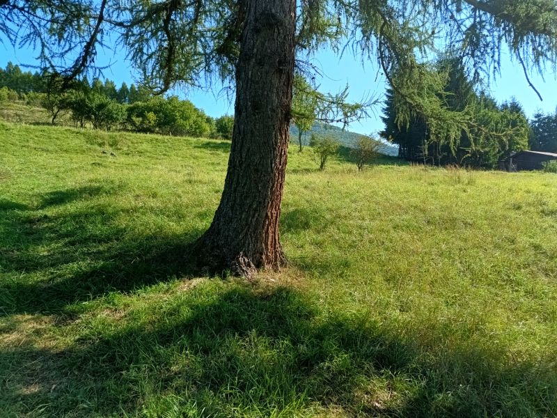 IMG_20250813_092251498_HDR.jpg