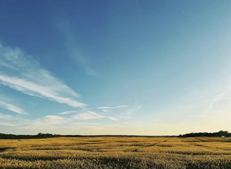 Mezőgazdasági és erdőterületek Csejteben, mező az éggel és felhőkkel a horizonton.