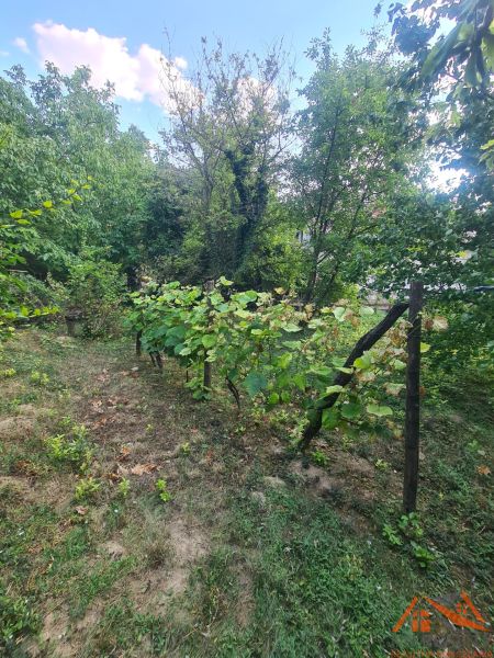 Egy családi ház kertje Szőgyénben szőlővel és zöld fákkal.