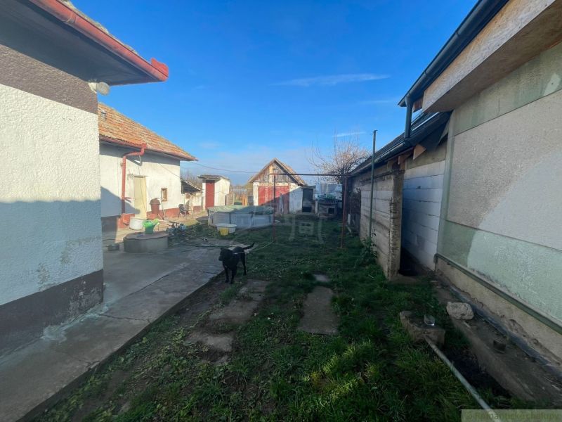 Egy családi ház udvara Tardoskedden, gyep, kutya és gazdasági épületek.