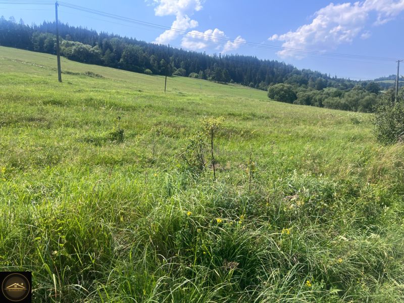 Lakóterületek Olešnában erdős háttérrel és villanyoszlopokkal.
