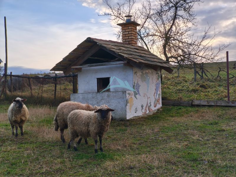Három juh az alacsony épületnél dekoratív fallal, Alsósztregova, Prieloh, családi ház.