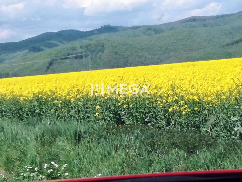 Virágzó mező mezőgazdasági és erdészeti területeken Kamenica nad Cirochou-ban, dombos horizonttal.