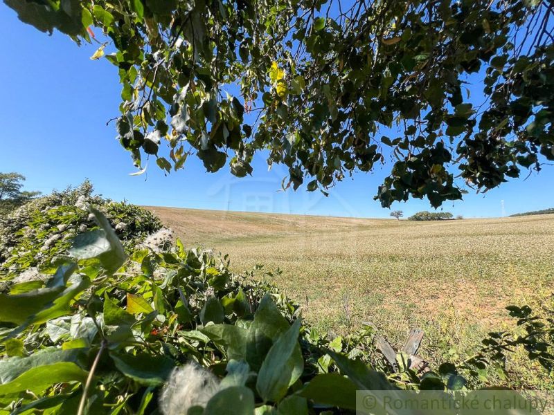 Mezők és fák zölddel körülvéve a Pastuchov melletti kertekben kék ég alatt.